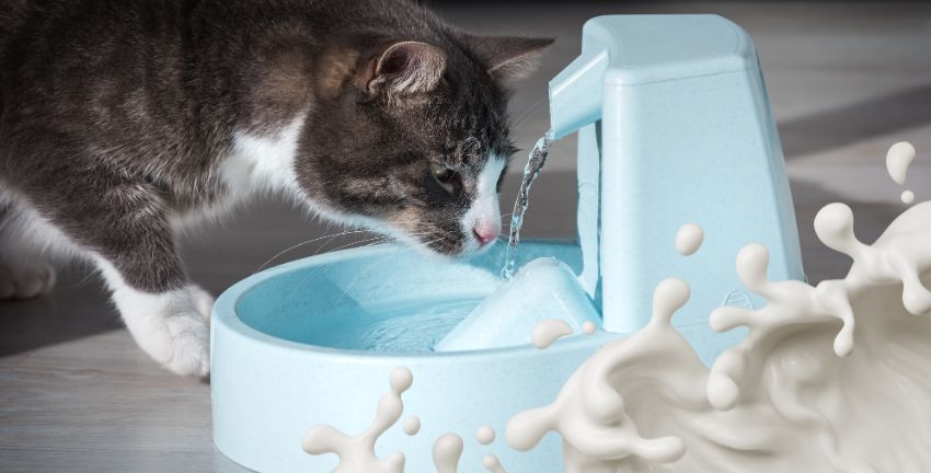 ¿Leche o agua, qué es mejor para el gato?