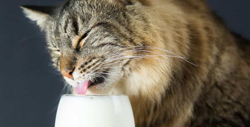 ¿Puedo dar leche como golosina a mi gato?