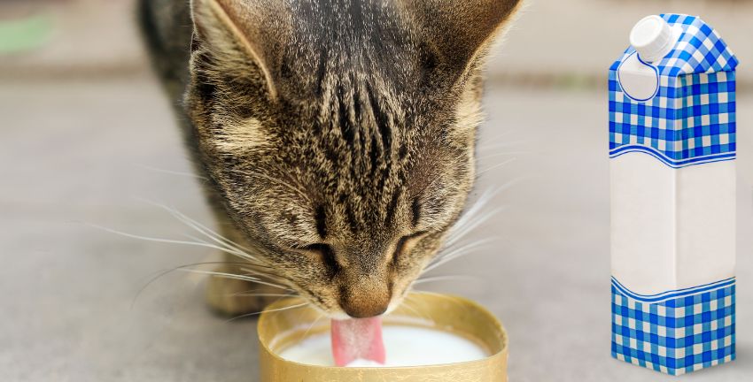 ¿Mi gato puede tomar leche procesada?