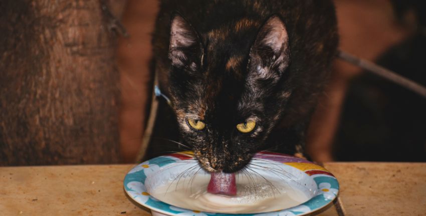 ¿Mi gato puede alimentarse solo con leche?