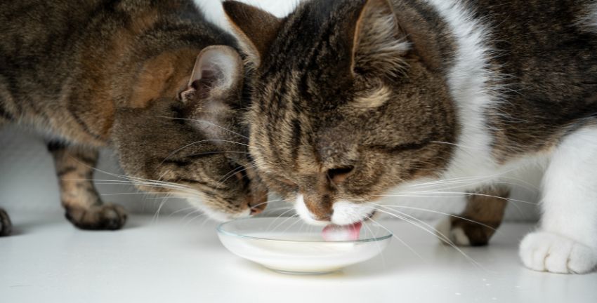 ¿Por qué mi gato adora la leche si no le conviene?