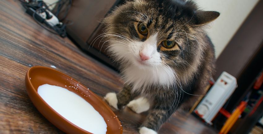 ¿Por que los gatos digieren mal la leche?