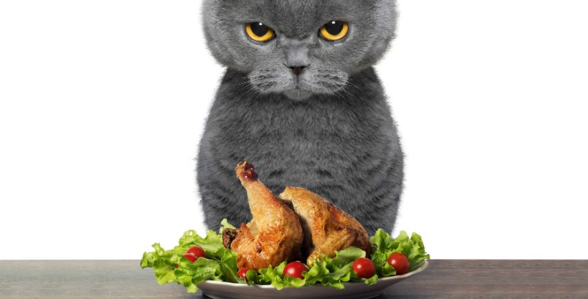 ¿Los gatos pueden comer solo pollo?